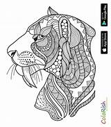 Lion Tiger Coloring Print Lions Animals Pages sketch template