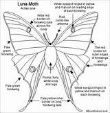 Moth Luna Printout Papillons Enchantedlearning Lunar Designlooter Merci sketch template