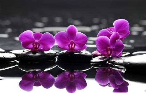 wallpaper flowers droplets reflection stones purple spa spa