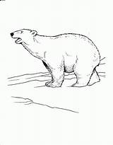 Polar Bear Coloring Pages Arctic Printable Coloring4free Kids Roaring Animals Realistic Popular Tundra Snow Bestcoloringpagesforkids sketch template