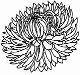 Crisantemo Disegni sketch template