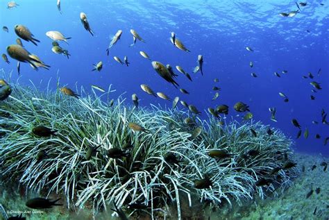 las especies marinas podria reducirse    final de siglo por el