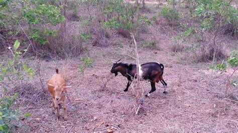 goat mating in zim youtube