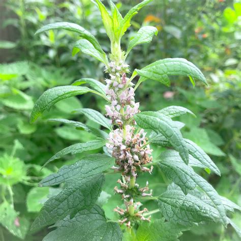 Motherwort Flower Essence Whispering Roots Apothecary