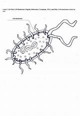 Membrane Biology Junction Cells Diagrams Excel Prokaryote Prokaryotic sketch template