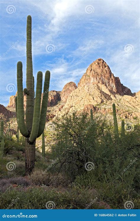 sonoran desert stock photo image  landscape arizona