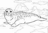 Antarctica Coloring Pages sketch template