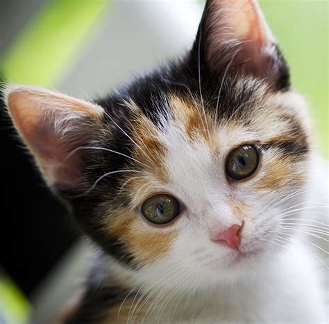 calico cat names  great ideas  naming  calico kitty