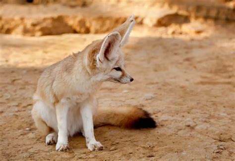 desert foxes species  thrive   desert   foxes