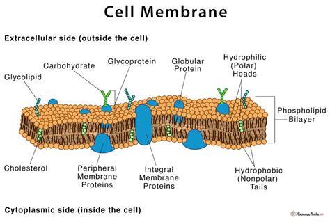 cell membrane definition structure functions  diagram