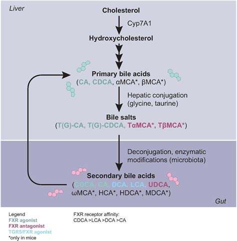 role  bile acids   gut liver axis journal  hepatology