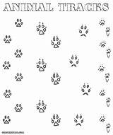 Coloring Tracks Footsteps Animal Pages Designlooter 1000px 99kb Print 13kb sketch template