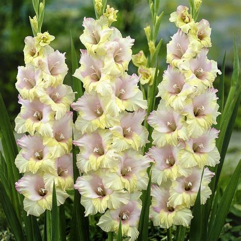 flower homes gladiolus flowers