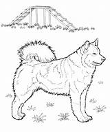 Malamute Alaskan Animali sketch template