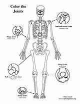 Joints Body Coloring Pages Basic Preschoolers Human Color Healthy Parts Pdf Getcolorings Anatomy Getdrawings Printable sketch template