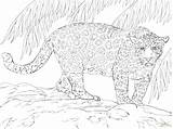Jacksonville Jaguars Colorare Malvorlagen Felini sketch template