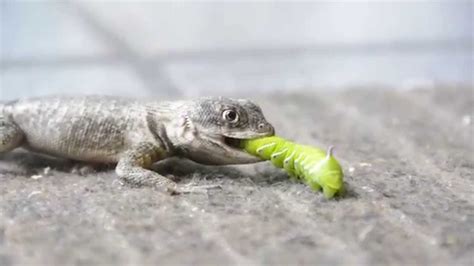 lizard eating  caterpillar part  youtube