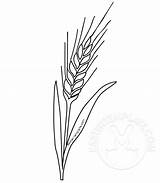 Wheat Template Communion Coloring First sketch template