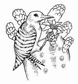 Woodpecker Gila Printable Coloring 2008 Template December sketch template