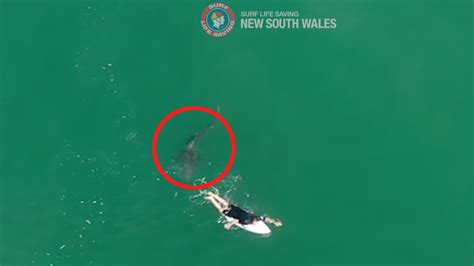 australian surfer shark drone picture  drone