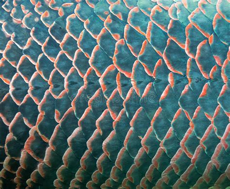 fish scale stock photo image  food fillet fish pattern