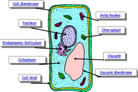 plant cell structure function  plant cell plant cell types