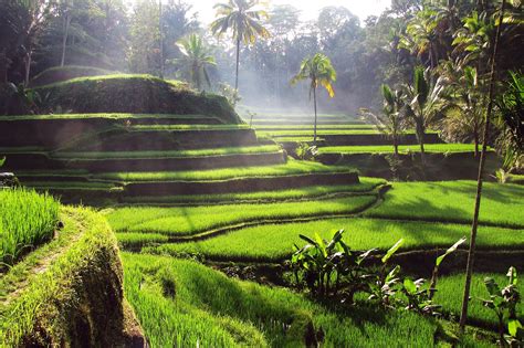 tegallalang rice terraces  bali popular  scenic attraction  ubud  guides