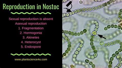 Reproduction In Nostoc 5 Different Types Plant Science 4 U