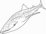 Shark Whale Coloring Pages Printable Template Sharks Animals Templates Drawings Patterns Printables Drawing Simple Previous Choose Board Kids sketch template