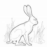Rabbit Jack Coloring Outline Drawing Jackrabbit 3kb 606px Hare Getdrawings sketch template