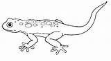Lizard Gecko Ausmalbilder Reptiles Eidechse Malvorlagen Lagarto Eidechsen Ausdrucken Cool2bkids Kostenlos sketch template