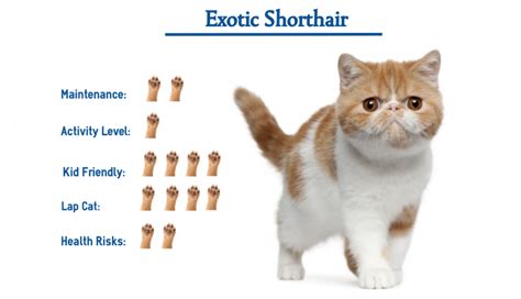exotic shorthair cat breed        glance