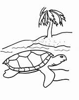 Turtle Coloring Sea Pages Turtles Kids Printable Baby Cartoon Print Color Drawing Hawaiian Cliparts Snapping Loggerhead Animals Colouring Clipart Outline sketch template