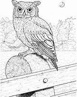 Owl Coloring Pages Horned Great Printable Realistic Color Birds Owls Drawing Eared Barn Long Kids Supercoloring Colouring Flying Bird Online sketch template