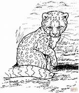 Cheetah Coloring Pages Baby Printable Silhouettes Drawing Print Kids sketch template
