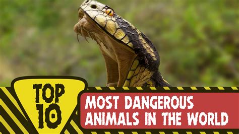 top   dangerous animals  australia owlcation vrogue