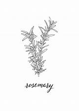Rosemary Herb Illustration Modern Line Drawn Hand Calligraphy Sons Heirs Fine Visit Choose Board Tattoo Flower sketch template