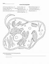 Cell Animal Coloring Sheet Worksheet Membrane Name Ligh Brown Studylib Excel Db Nucleoplasm Studying Character sketch template