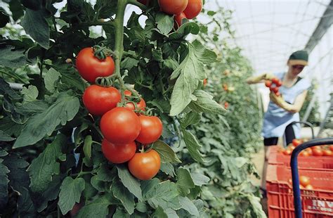 aquellos tomates conocer la agricultura  la ganaderia