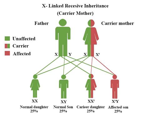 What Are The Sex Linked Diseases Write Down The Names Of Two Sex