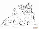 Coloring Terrier Scottish Pages Highland West Getcolorings Getdrawings Col Printable Color Colorings sketch template