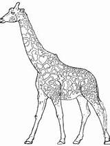 Giraffe Giraf Kleurplaten Topkleurplaat Educativeprintable Dieren sketch template