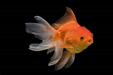goldfish feel    introduce   tank mate pet keen