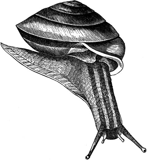 free public domain snail images the graphics fairy