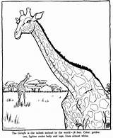 Coloring Zoo Pages Giraffe Animal Animals Sheet Sheets Color Printable Print Printing Help Drawing sketch template