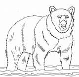 Rysunek Wojtek Osos Orso Ours Narysować Jak Oso Niedzwiedzia Pardo Misia Niedźwiedź Druku Brun Panda Orsi sketch template