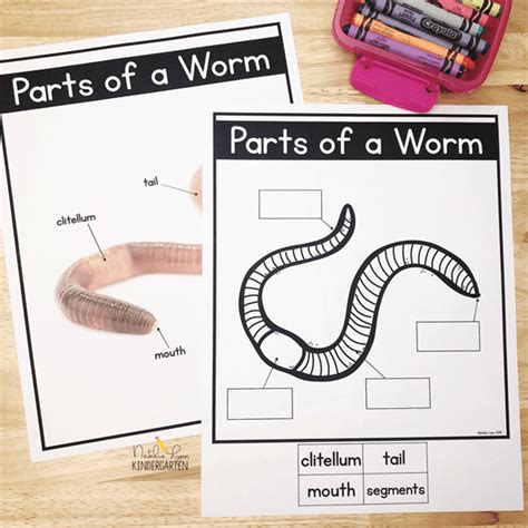 earthworm activities   class today natalie lynn kindergarten