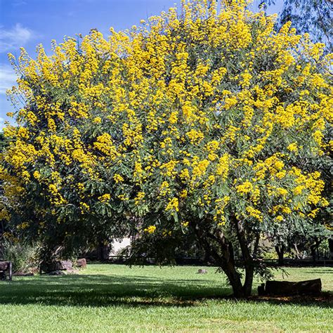 cassia trees  sale brighterbloomscom