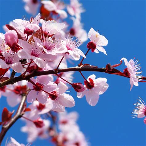 fiori  ciliegio vivaio scariot