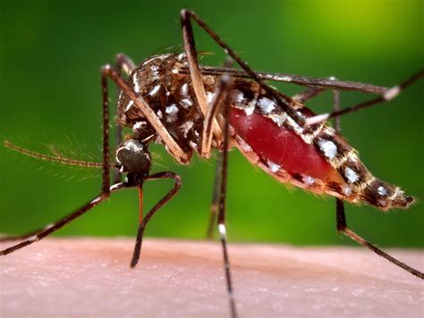 invasive aedes mosquitoes spreading  southern california